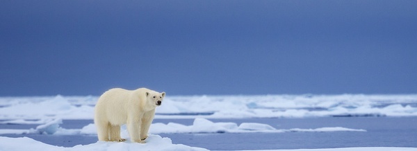 The Great Chimu Sale